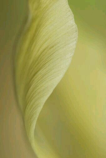 Close-up of a light green leaf with a soft focus background