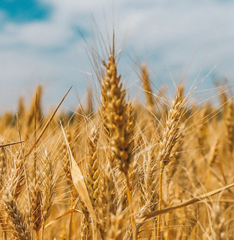 Close-up of wheat stalks with a blurred blue sky background